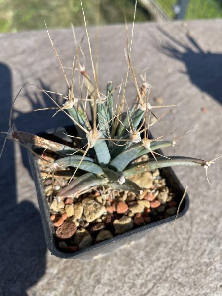 Leuchtenbergia principis